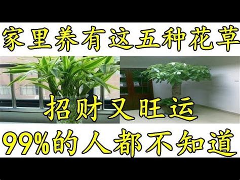 榕樹 風水|【家裡可以種榕樹嗎】家裡可以種榕樹嗎？風水禁忌大公開！讓榕。